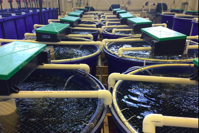 用于養(yǎng)殖場污水處理的新工藝，預(yù)計可降低28%運營成本01