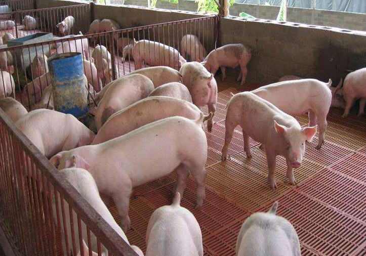 生豬養(yǎng)殖污水處理-養(yǎng)豬場(chǎng)廢水處理案例分析-樂(lè)中環(huán)保 生豬養(yǎng)殖污水處理-養(yǎng)豬場(chǎng)廢水處理案例分析-樂(lè)中環(huán)保