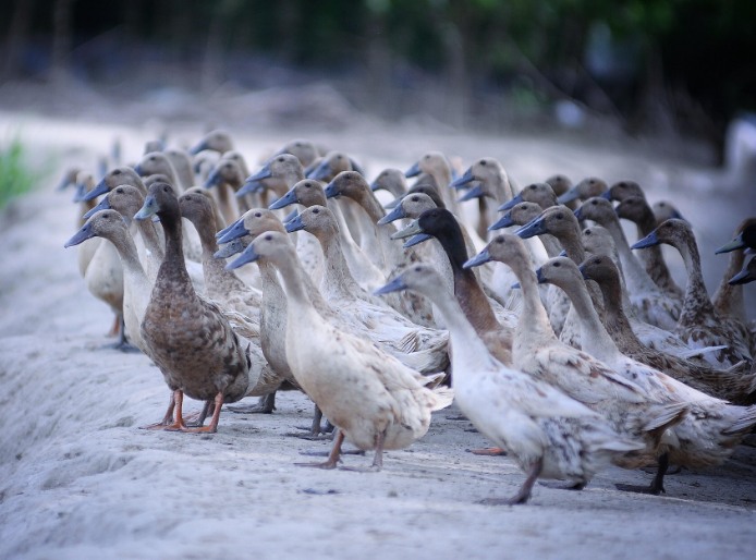 農(nóng)村養(yǎng)殖戶如何低成本有效處理污水，這兩種做法你應(yīng)該知道!