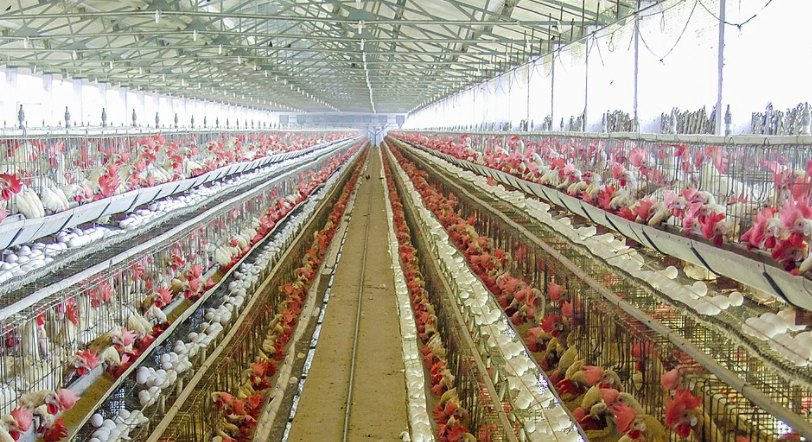 養(yǎng)殖場廢水如何正常處理？-青島樂中環(huán)保