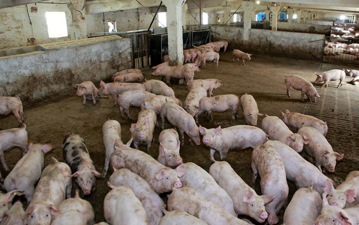 處理養(yǎng)豬污水場設(shè)備，可以有效處理養(yǎng)豬場高濃度廢水