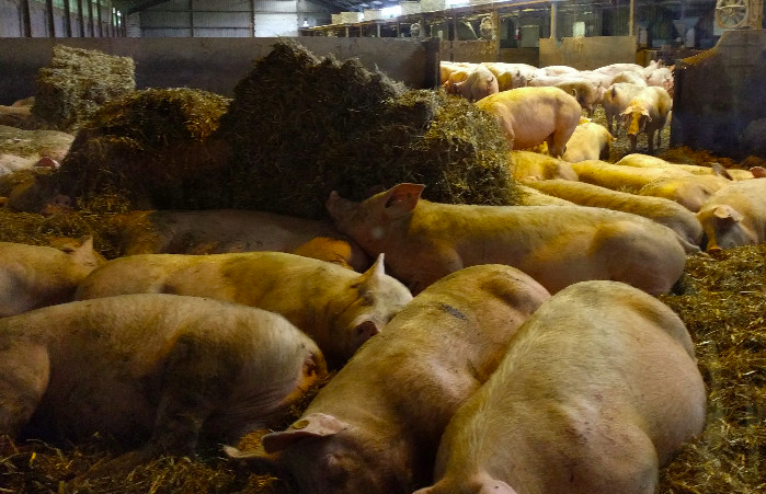 養(yǎng)豬場污水處理方法有哪些？選對工藝成本低效果好！