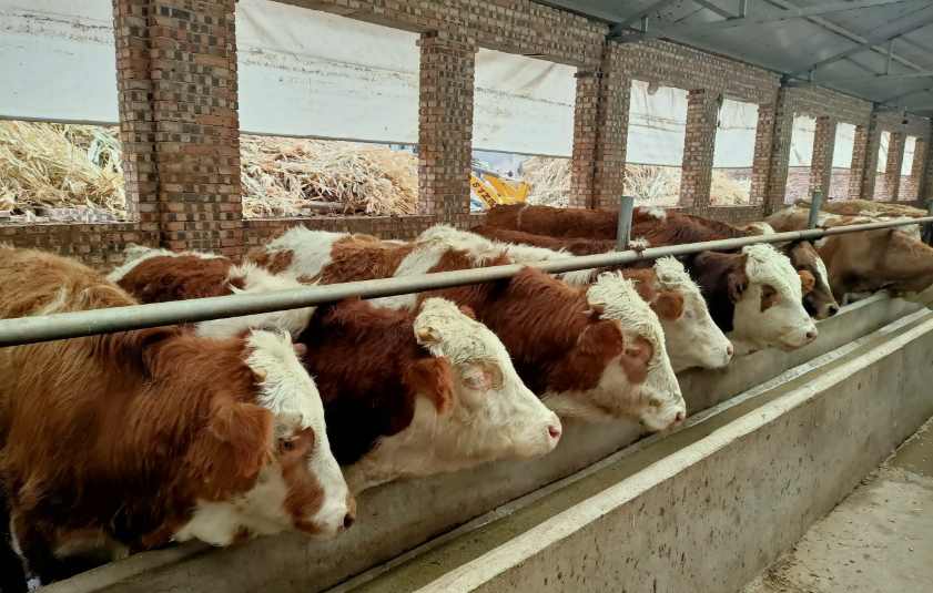 養(yǎng)牛場污水處理設(shè)備需要多少錢，價格？